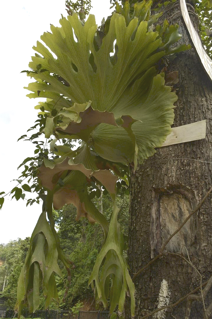 platycerium